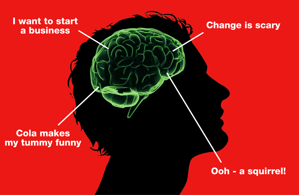 With apologies to any neurologists present. I may have mis-labeled the pre-frontal squirrel lobe.