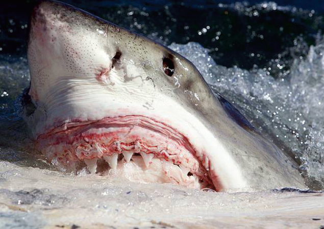  There may be more great whites in NY waters than we think.