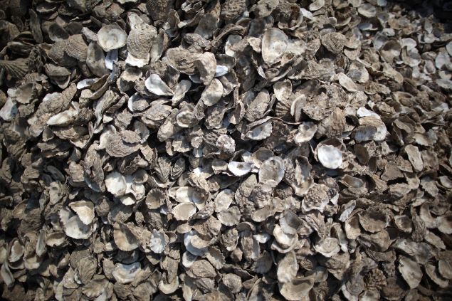 WHITSTABLE, UNITED KINGDOM - AUGUST 03: A pile of oyster shells wait for collection from outside a seafront restaurant on August 3, 2011 in Whitstable, England. Parts of southern England are experiencing high summer temperatures. (Photo by Peter Macdiarmid/Getty Images)