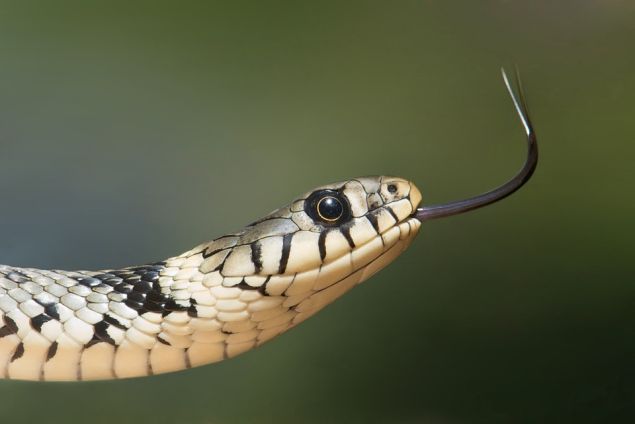 Venomous creatures like this snake may make humans quake with fear, but they play important evolutionary roles