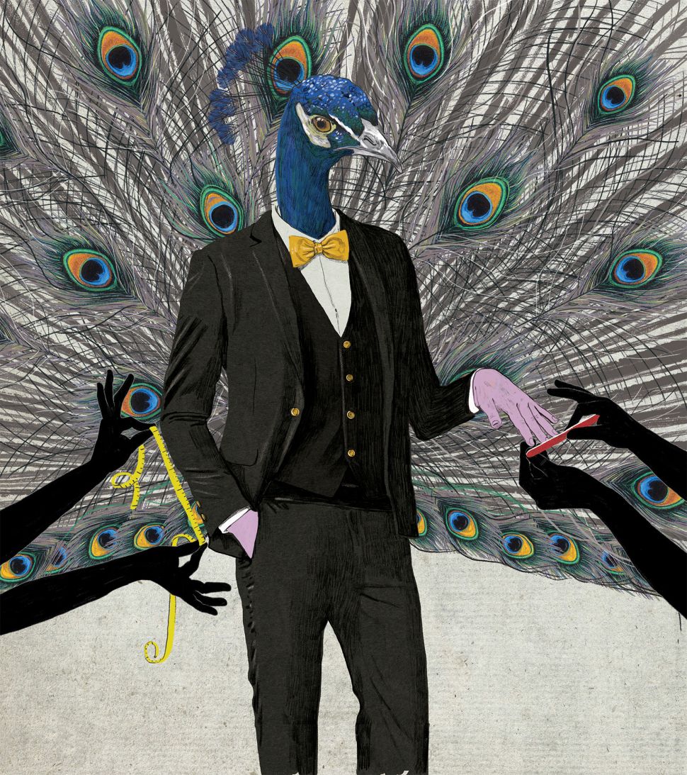 The pampered life of the male peacock