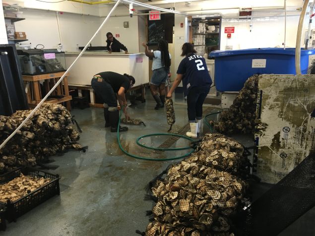 Summer interns cleaning oyster shells in the aquaculture lab on Governors Island. (Photo: Courtesy Billion Oyster Project)