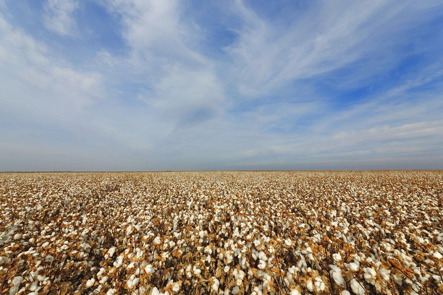 Supima Cotton field.