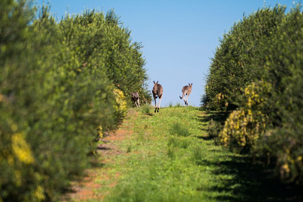 Cobram Estate's olive grove in Australia's Yarra Valley