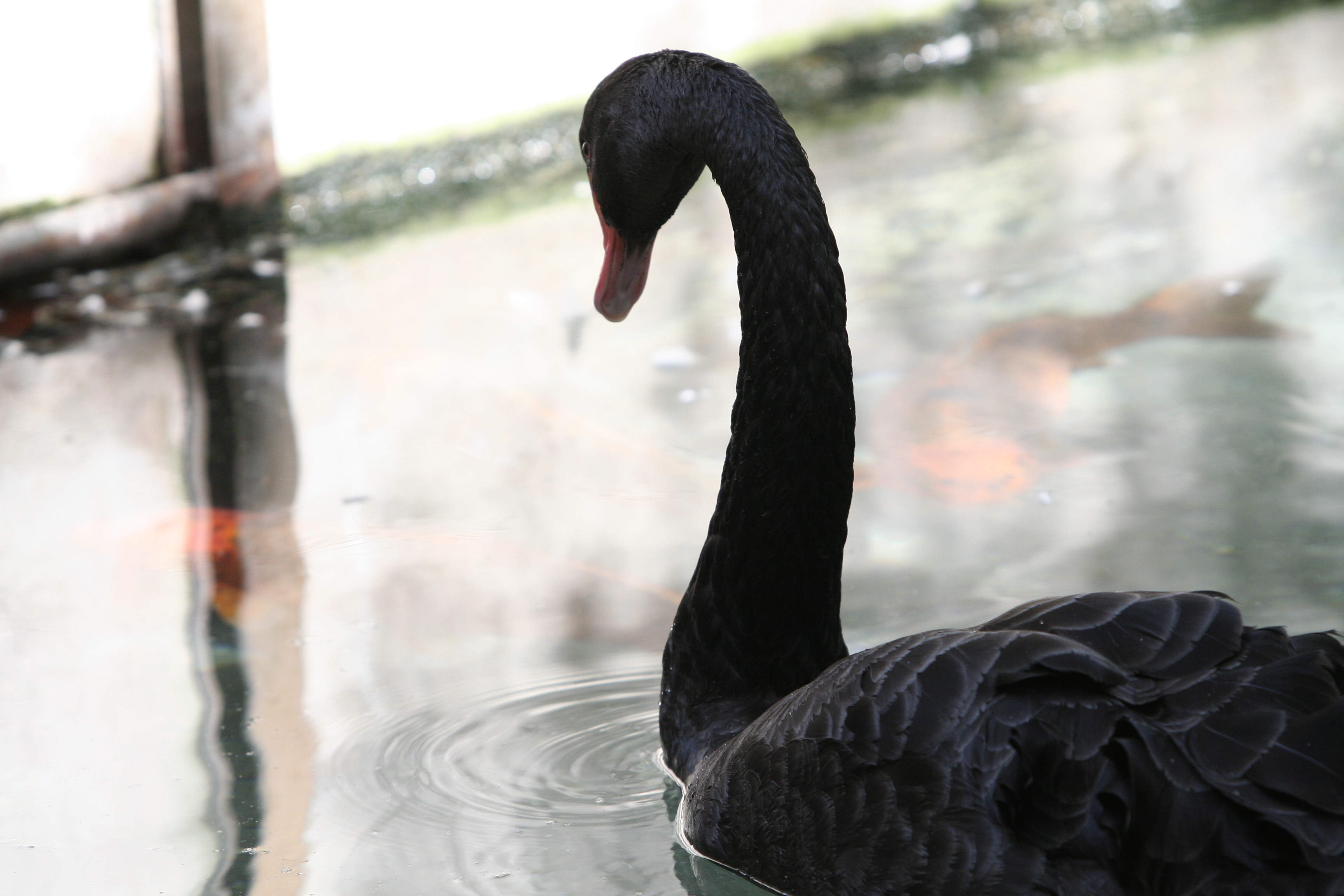 "Black Swans" are those hidden and unexpected pieces of information—those unknown unknowns—whose unearthing has game-changing effects on a negotiation dynamic.