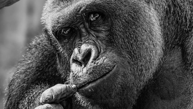 Why can't we just let Harambe stay dead?