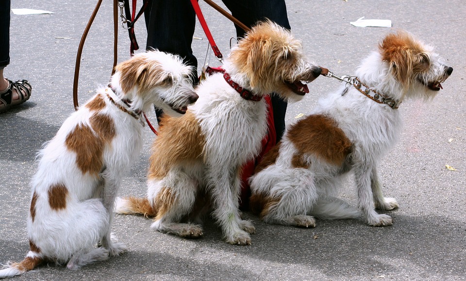 Who's a good boy? Not WeRateDogs.