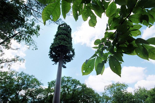 391081 05: A cell phone tower is camouflaged to make it appear more like a tree June 25, 2001 in Harvard, Massachusetts. The 1996 federal Telecommunications Act prohibited communities from banning cell phone tower construction, but many towns are now asking for moratoriums on the building of towers. Recently, the town of Leicester, Massachusetts rejected a tower, claiming it would be an eyesore in the community.