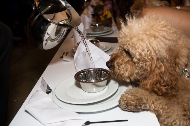 Samson the Goldendoodle enjoying his three course meal.