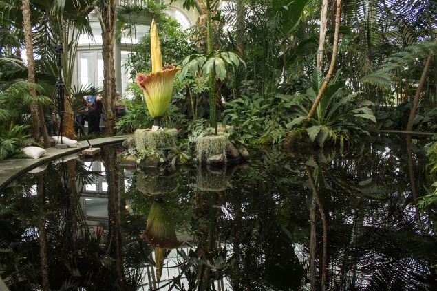 The New York Botanical Garden's corpse flower in bloom.