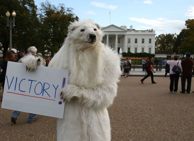 Dressed as a Polar Bear climate control activist Catherine Kilduff from the Center for Biological Diversity holds a victory sign after after President Obama announced that he would reject the Keystone XL Pipeline proposal, at the White House November 6, 2015