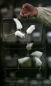 CHONGQING, CHINA - FEBRUARY 16: (CHINA OUT) A worker displays white mice at an animal laboratory of a medical school on February 16, 2008 in Chongqing Municipality, China. Over 100,000 rats and mice are used in experiments every year for pharmaceutical research in the lab, where the temperature is kept at 24 degrees centigrade.