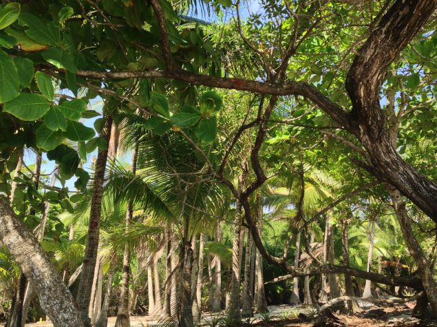The lush Costa Rican jungle.
