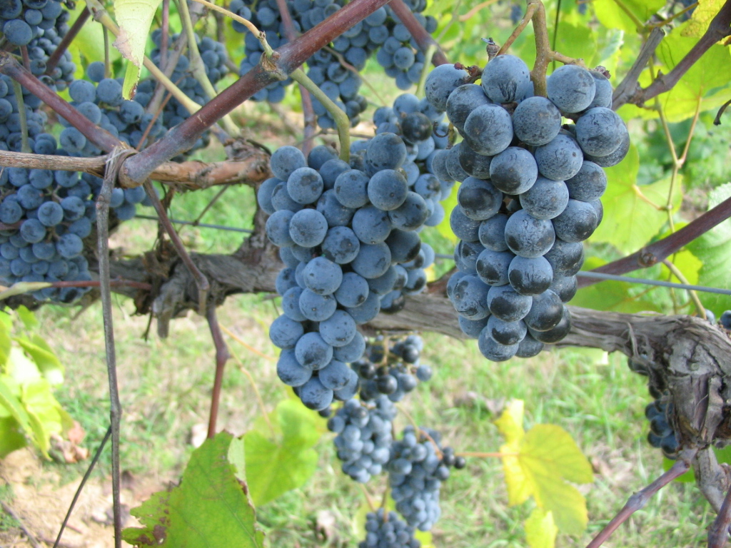 Concord grapes outlet benefits