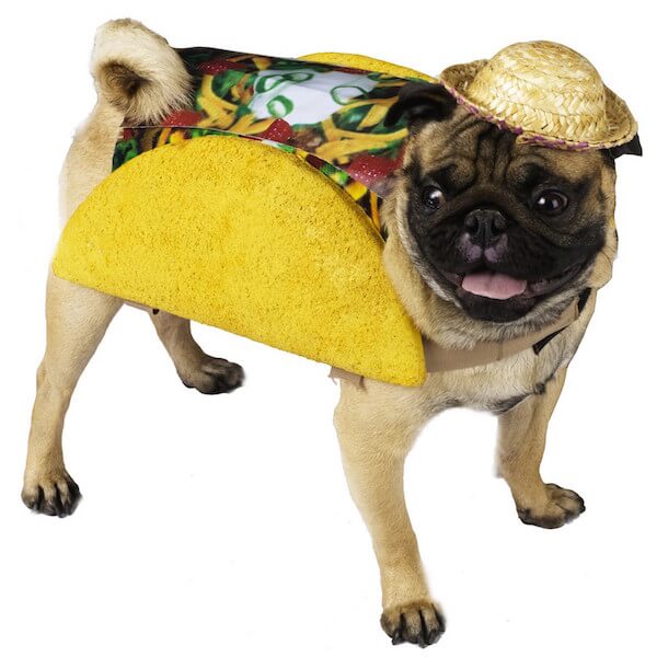 A pug in a taco suit.