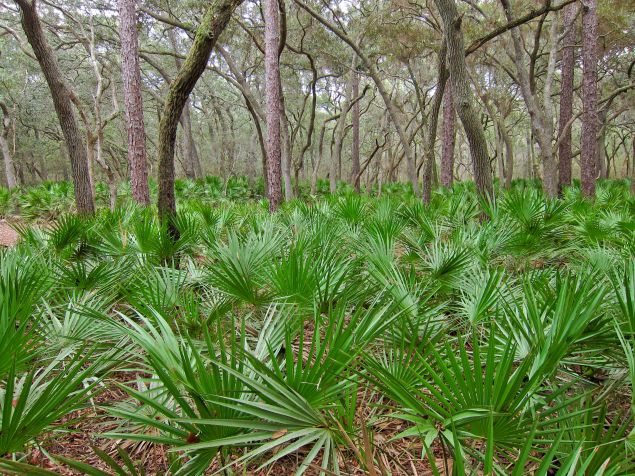 Saw palmetto Serenoa repens in forest in Manatee Springs State Park.