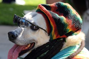 Dogs in costumes. That is all.