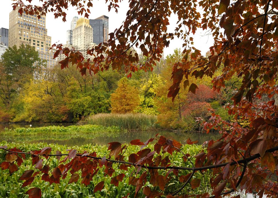 The Central Park Conservancy is hosting an Autumn in New York Gala on Thursday where guests can party among the fall foliage.