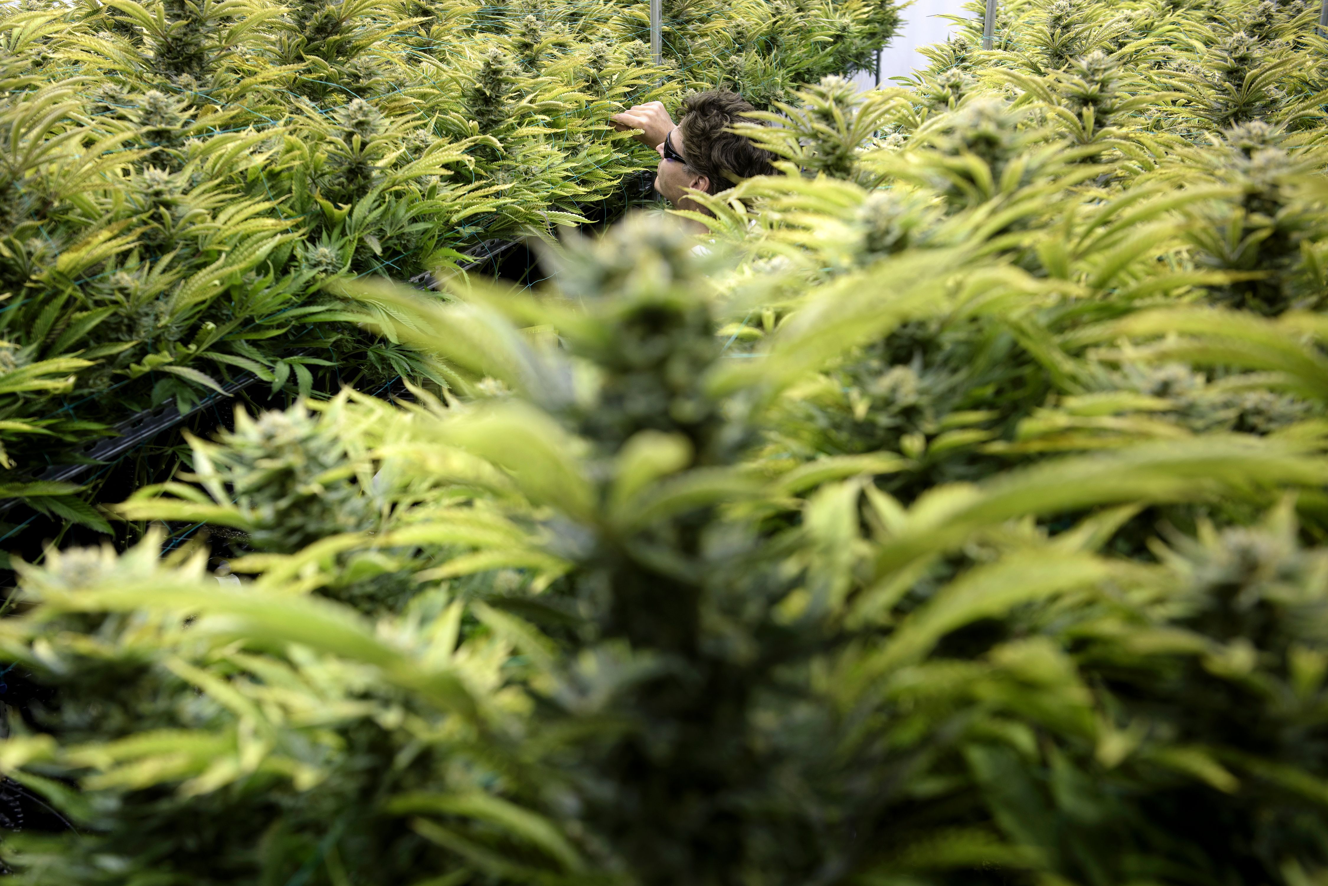 Matt Lawson-Baker looks at a row of plants at Alternative Solutions, a DC area medical marijuana producer.