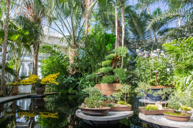 New York Botanical Garden's "Kiku: The Art of the Japanese Garden."