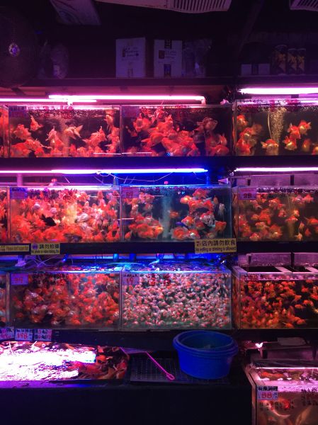 The gold fish market.