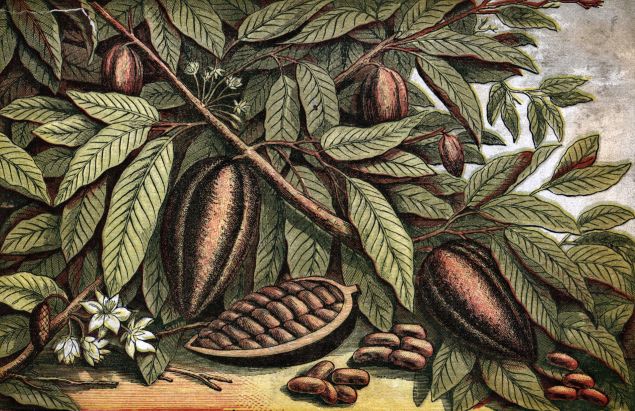 circa 1800: A branch carrying the fruit of the the obroma cocao.