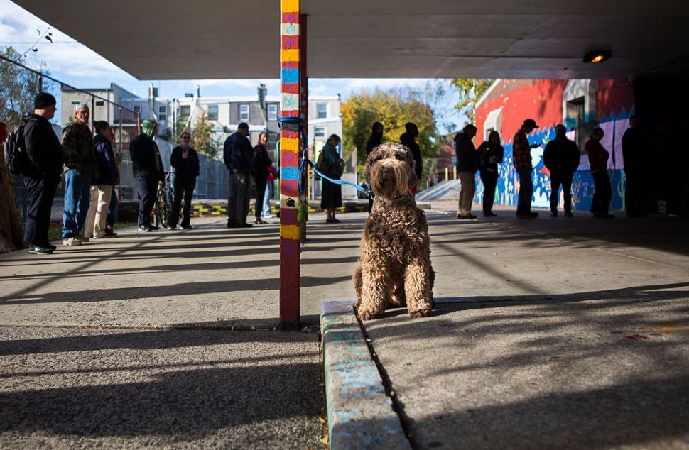 PHILADELPHIA, PA - NOVEMBER 8: A dog waits outside of a polling place for its owner to vote on November 8, 2016 in Philadelphia, Pennsylvania. Americans today will choose between Republican presidential candidate Donald Trump and Democratic presidential candidate Hillary Clinton as they go to the polls to vote for the next president of the United States. (Photo by Jessica Kourkounis/Getty Images)