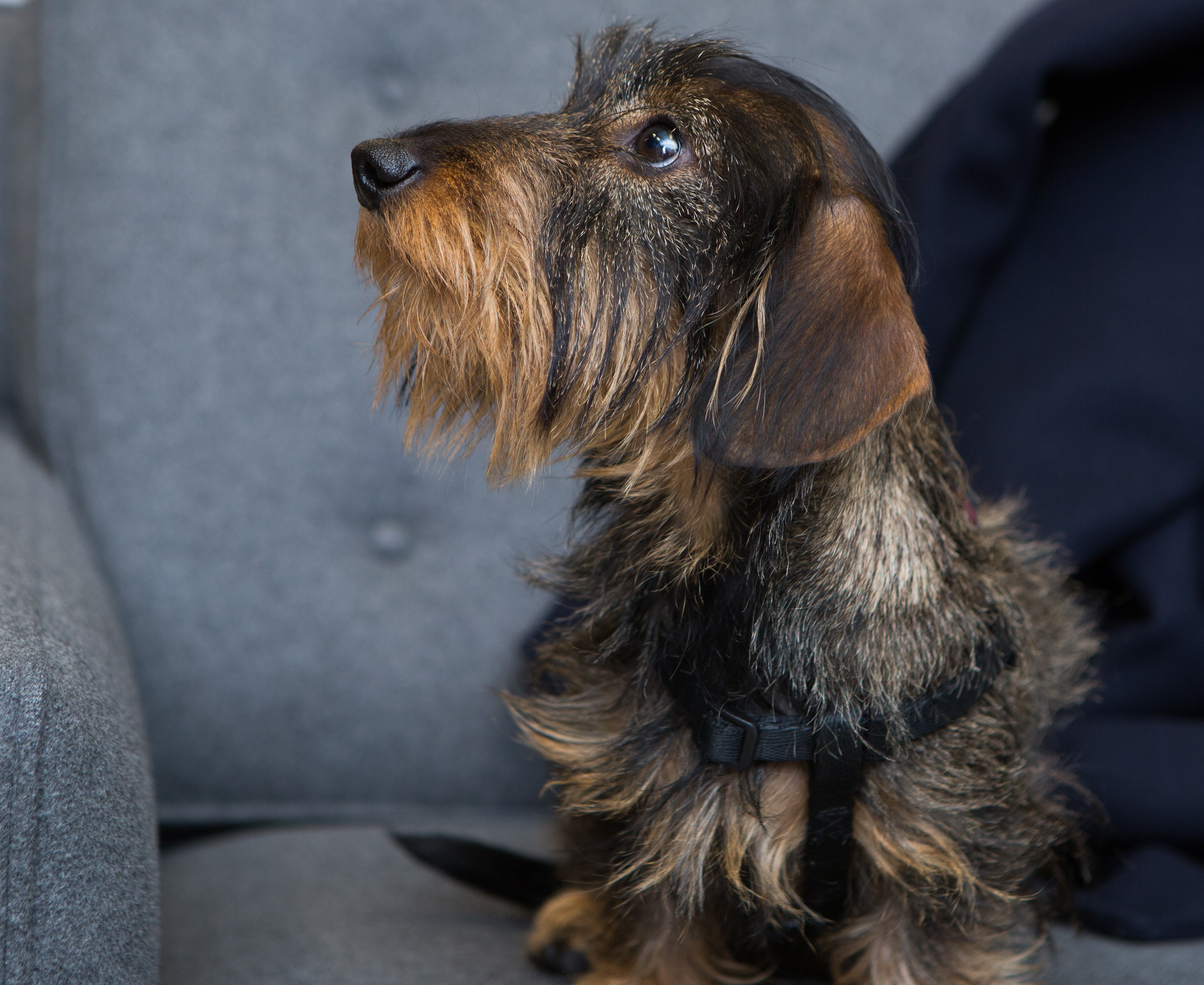 Thom browne online dachshund