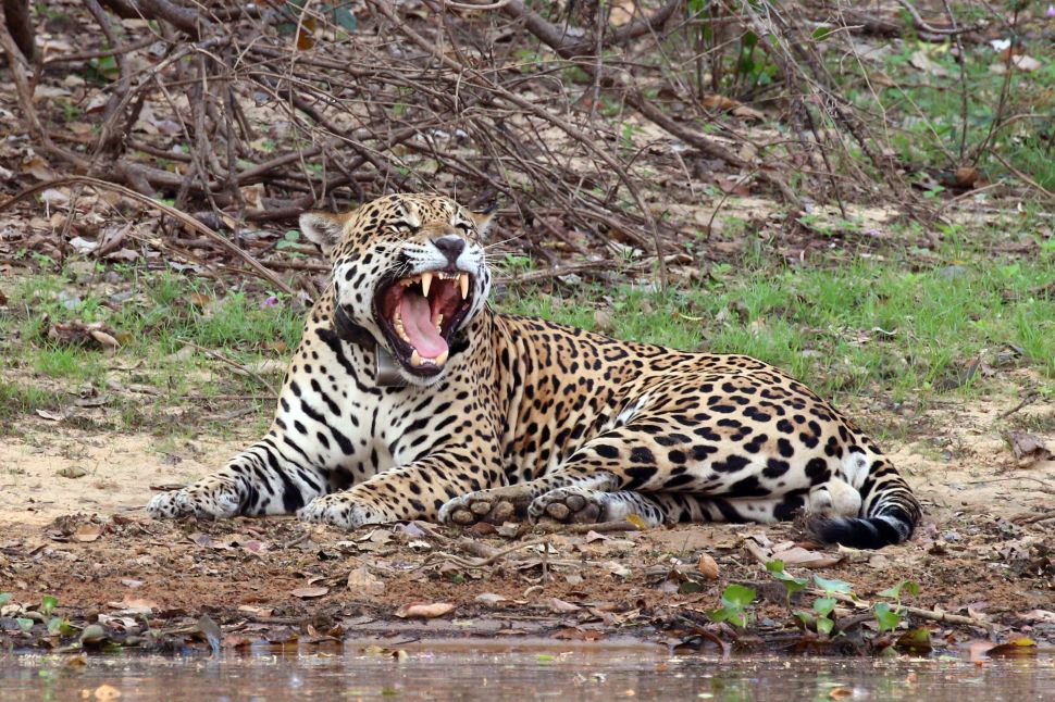 North American jaguar.