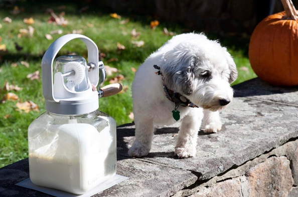 Even dogs love fresh churned butter.