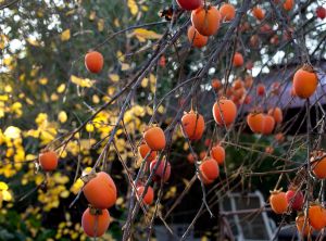 Persimmon beer was a popular drink in the Old South.