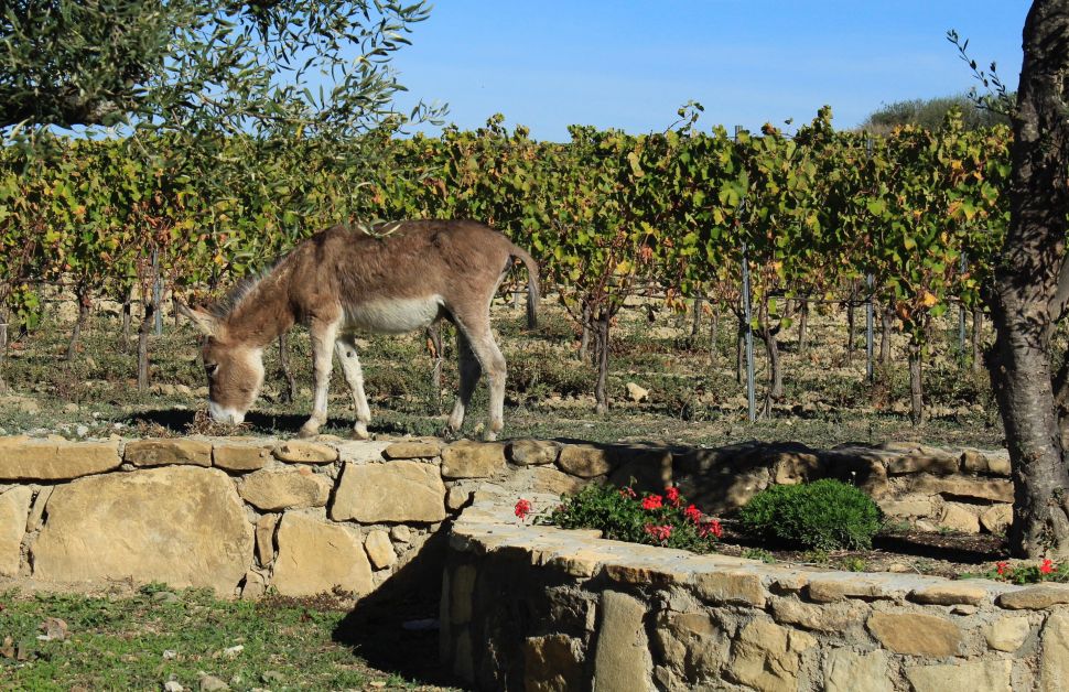 A donkey at Olinas vineyards.