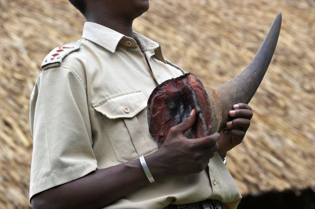 A Rhino tusk his team taken from a poacher in Kenya. PHOTO / ROBERTO SC