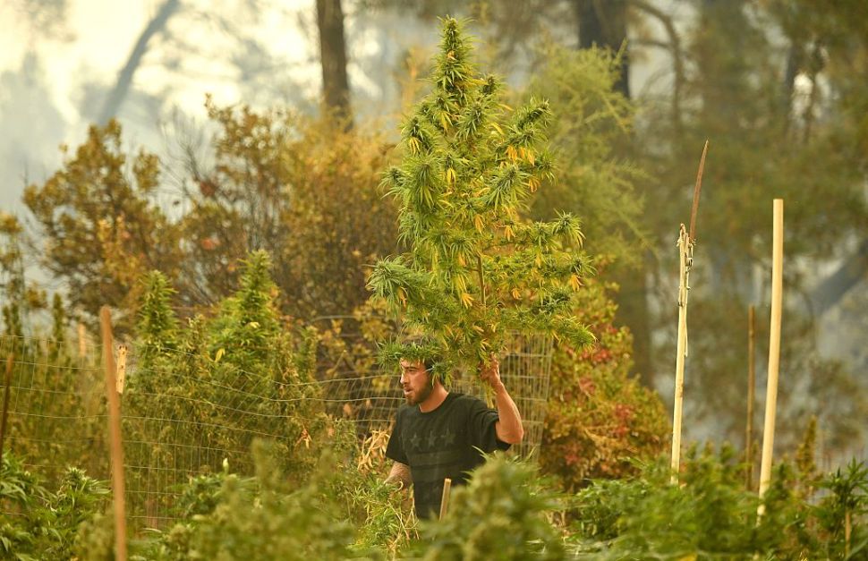 Anthony Lopez recovers what's left of his marijuana crops after the Loma Fire tore through his neighborhood in the Santa Cruz Mountains near Loma Prieta, California on September 27, 2016. The Loma Fire has charred more than 1000 acres and burned multiple structures in the area.