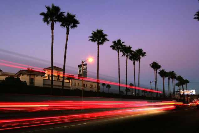 Canary Island palms tower above Melrose Avenue after the sun set on the popular 20th Century symbols of southern California which are fading into history because of a fatal fungus, old age, and city plans to replace them with other trees on October 18, 2006 in Los Angeles, California. Originally imported by 18th century Spanish missionaries, the majestic Canary Island palms grow as high as a 12-story building but are threatened by an always-fatal fungus that is killing them at an alarming rate. 42% have been infected so far. Standing up to the fungus are the native California fan palms, endemic to southern California?s inland deserts, and the Mexican fan palm but all the populations are nearing the ends of their natural lives, having been planted mostly in the early 1900?s. City planners, led by Los Angeles Mayor Antonio Villaraigosa, intend to plant one millions trees to improve air quality but no palms, having fewer leaves to offset the effects of air pollution than other native varieties. Experts predict that Los Angeles will look very differently in coming decades as oaks and sycamores replace most the iconic palms loved by both tourists and residents.