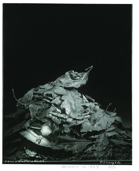 A 1957 display featuring real leaves was groundbreaking for the time period.