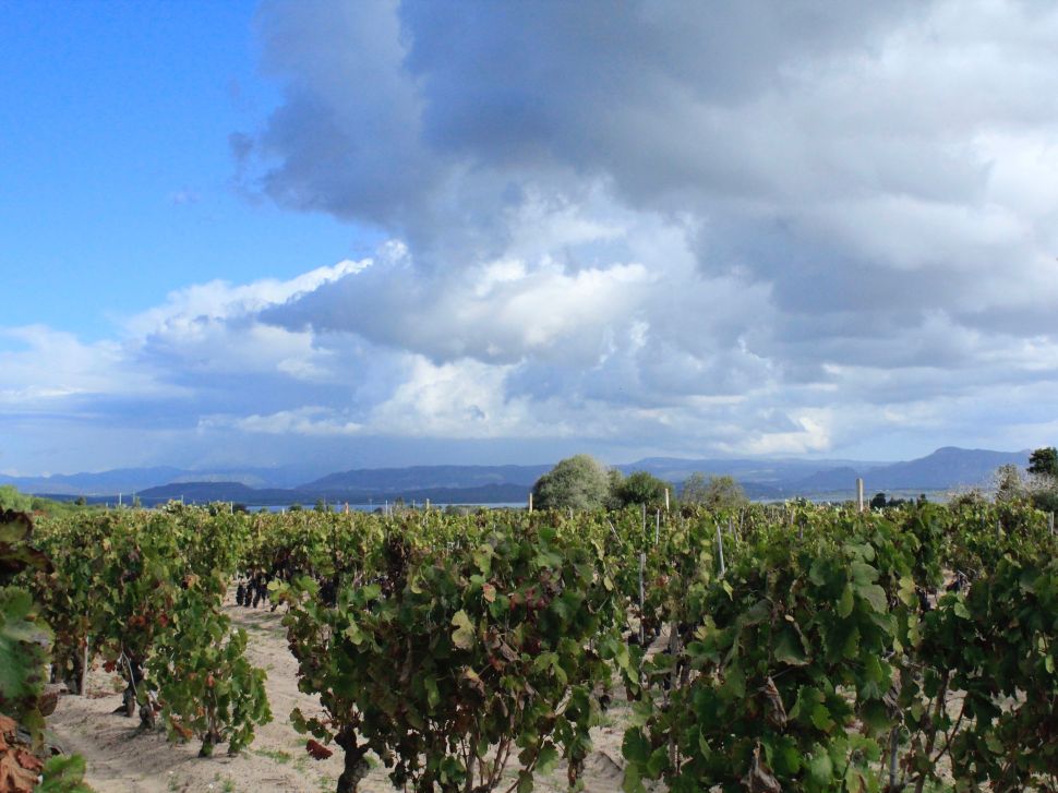 Roberto's vineyard at Sardus Pater.