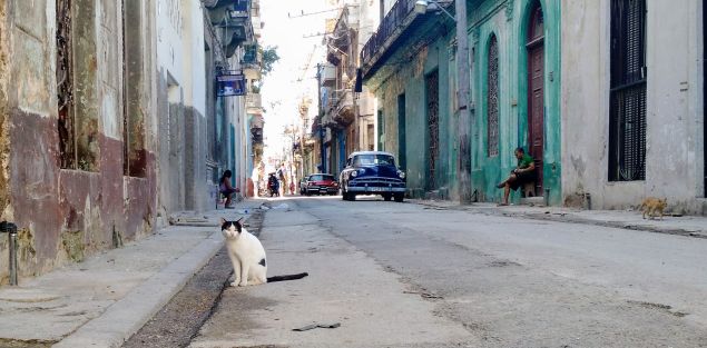 A cat in Havana.