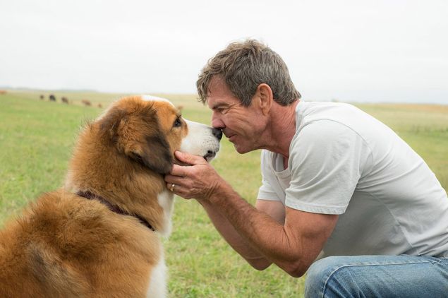 A Dog's Purpose.