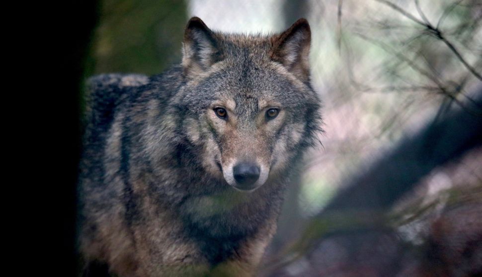 Wolves continue to be targeted though their population is shrinking.