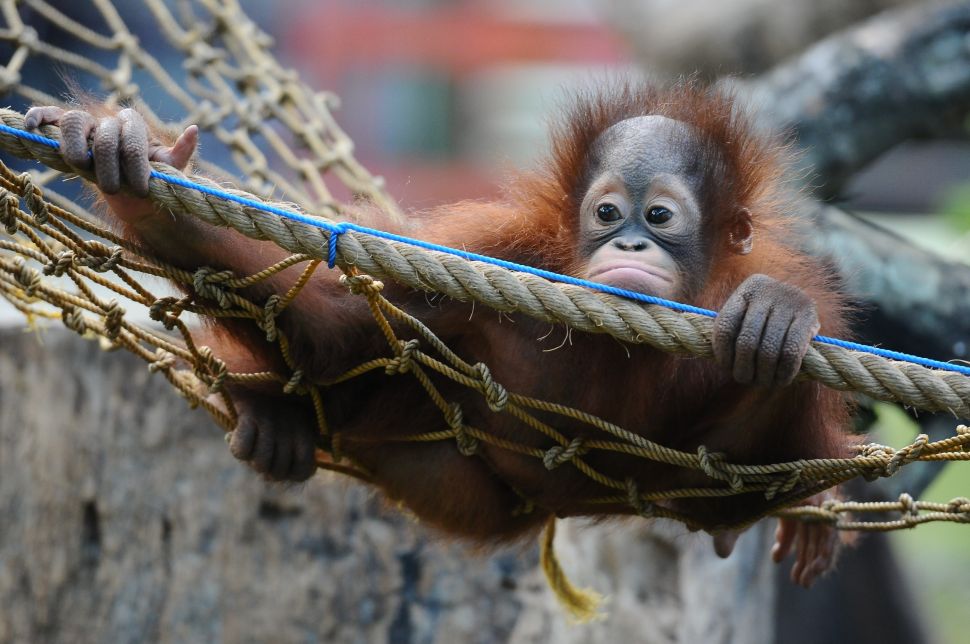 A 10 month old orphaned Bornean Orangutan learns to bite at Surabaya Zoo as he prepares to be released into the wild in Surabaya, Indonesia. )
