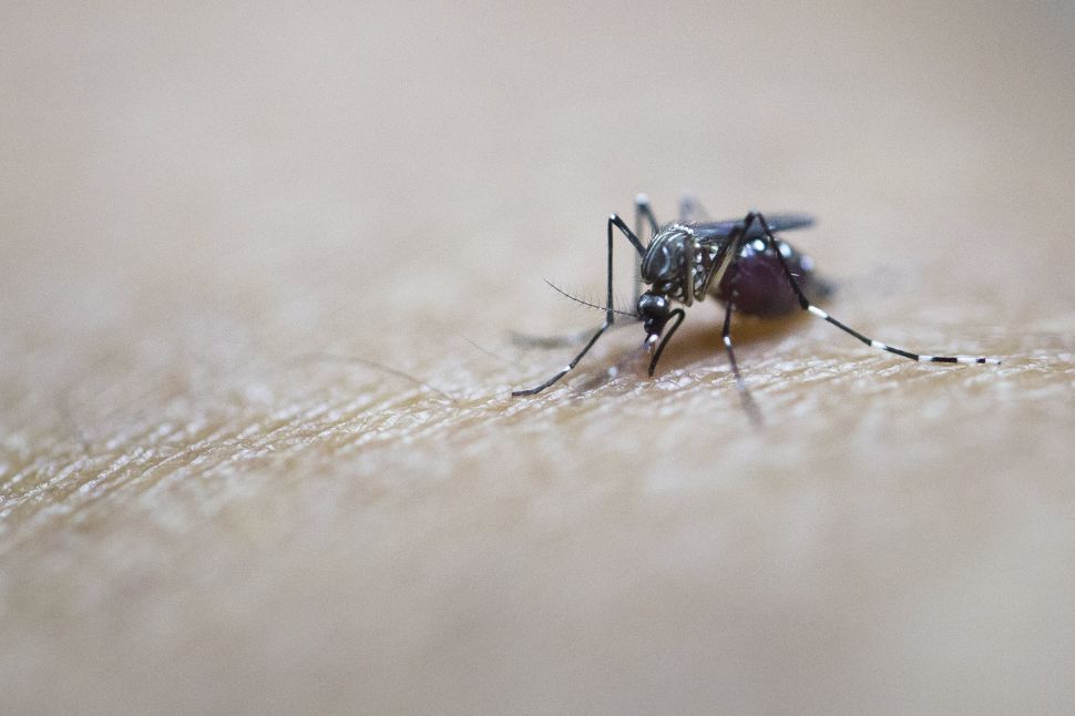 The malaria parasite is spread through bites from infected mosquitoes.
