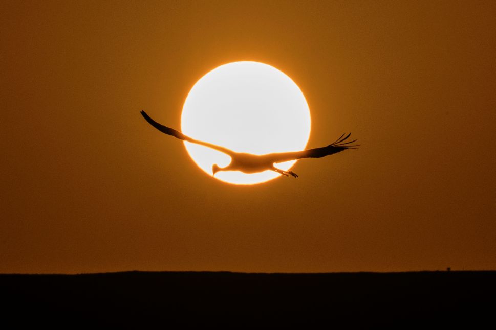 A Gray Crane flies over the Agamon Hula Lake in the Hula valley as the sun rises in northern Israel.