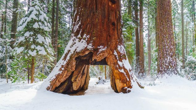 This undated photo provided courtesy of the California State Parks shows the famous Pioneer Cabin Tree in Calaveras Big Trees State Park in Arnold, California. On January 8, 2017, rain storms lashing Northern California in recent days toppled the historic tree that was a major tourist attraction for its hollowed out trunk which cars could drive through. Thought to be more than 1,000 years old, the Pioneer Cabin Tree, a giant sequoia in Calaveras Big Trees State Park, was felled over the weekend, park officials said.