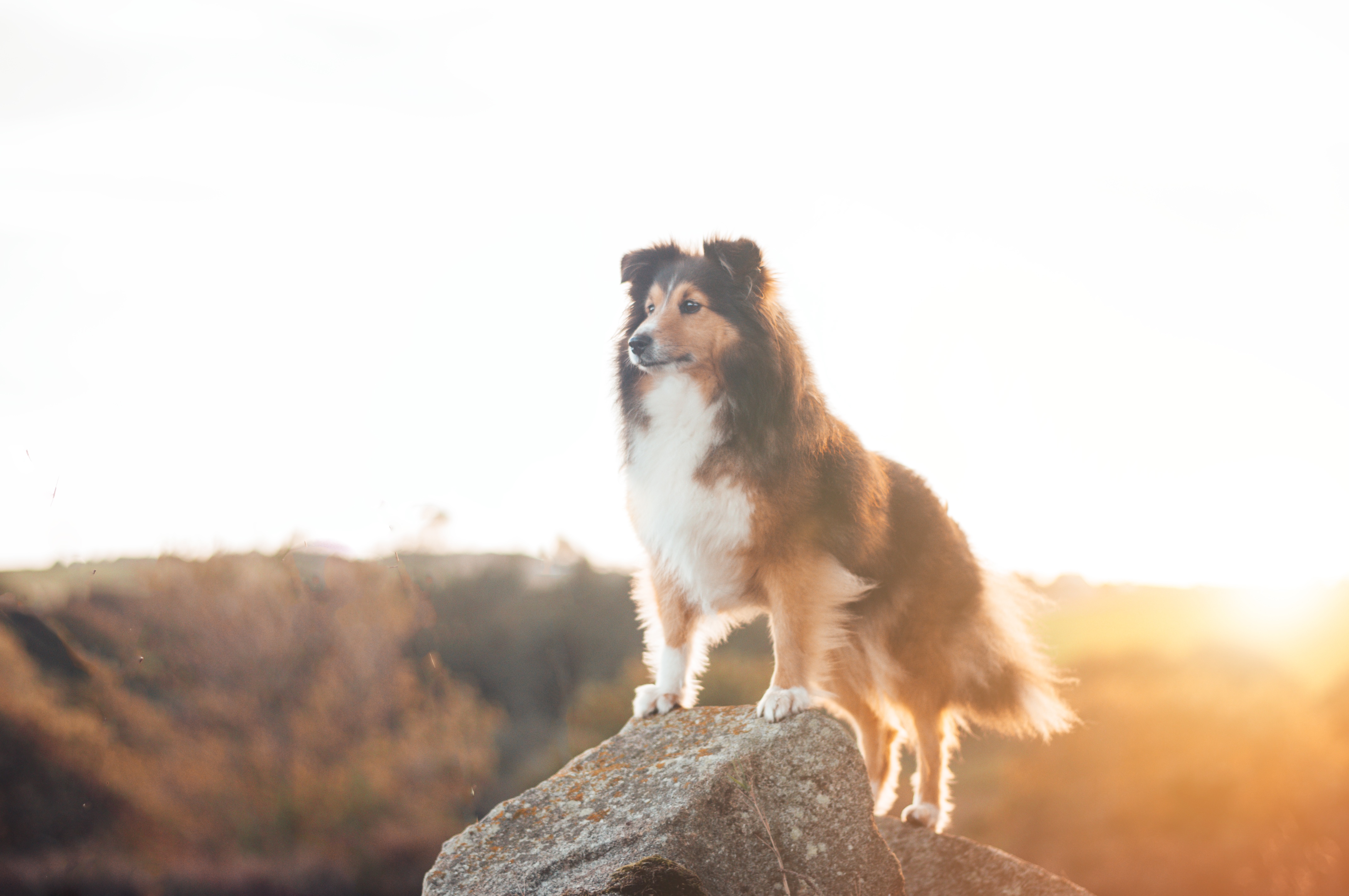 Man's best friend.