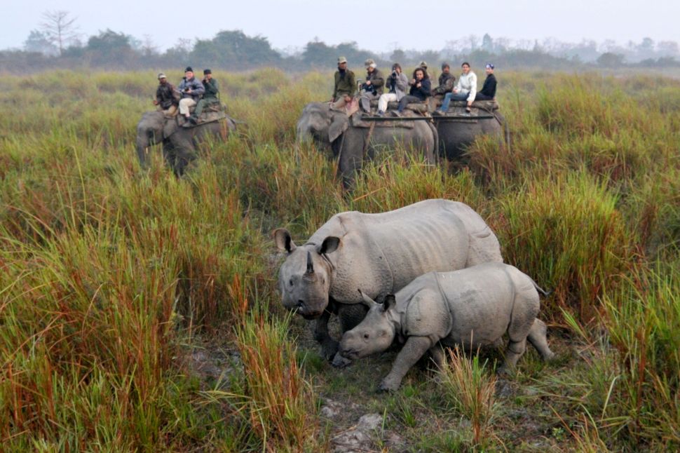 In this photograph taken on February 21, 2012, tourists riding on elephants photograph a one-horned rhinoceros with her calf at the Kaziranga National Park, some 230 km from Guwahati, in India’s northeastern state of Assam. A continuing decline in the quality of the rhino's habitat will affect the long-term survival of some of the smaller populations, said a report in the latest IUCN "Red List" of threatened species". More than 400 plants and animals were added to a "Red List" of species at risk of extinction on October 17, 2012, raising the alarm as more than 70 environment ministers met for a global conference. AFP PHOTO/BIJU BORO/FILES (Photo credit should read STRDEL/AFP/Getty Images)
