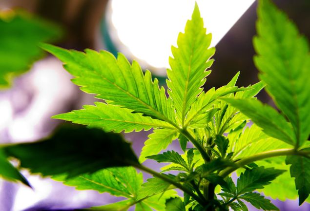 A picture shows a Cannabis plant which grows in a private house on January 4, 2013 in Esvres, near Tours. Since 2009, around 150 farmers gathered in "Cannabis social clubs" to grow and to share their Cannabis plants with the intention to declare their activity at the local prefectures next February, in an "act of civil disobedience " said Dominique Broc, spokesperson of the project. AFP PHOTO/ALAIN JOCARD (Photo credit should read ALAIN JOCARD/AFP/Getty Images)