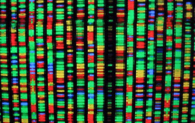 A digital representation of the human genome August 15, 2001 at the American Museum of Natural History in New York City.