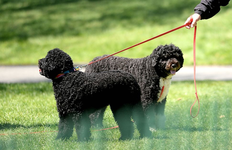 Former President Barack Obama's dogs Sunny and Bo during the annual White House Easter Egg Roll.