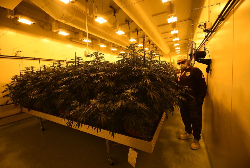 A member of the Italian Military's Cannabis Project Team works in the growing room of Marijuana and inspects pristine plant buds destined to be cut and dried into a version of the drug for medical use, on January 27, 2017 at the Chemical and Pharmaceutical institute (ICFM) in Florence. An estimated 2,000-3,000 Italians currently use medical cannabis for purposes such as relief from multiple sclerosis pain or combatting nausea after chemotherapy. Italy's guidelines also highlight its possible use for glaucoma and in helping to restore the appetite of anorexia and HIV patients. / AFP / FILIPPO MONTEFORTE (Photo credit should read FILIPPO MONTEFORTE/AFP/Getty Images)